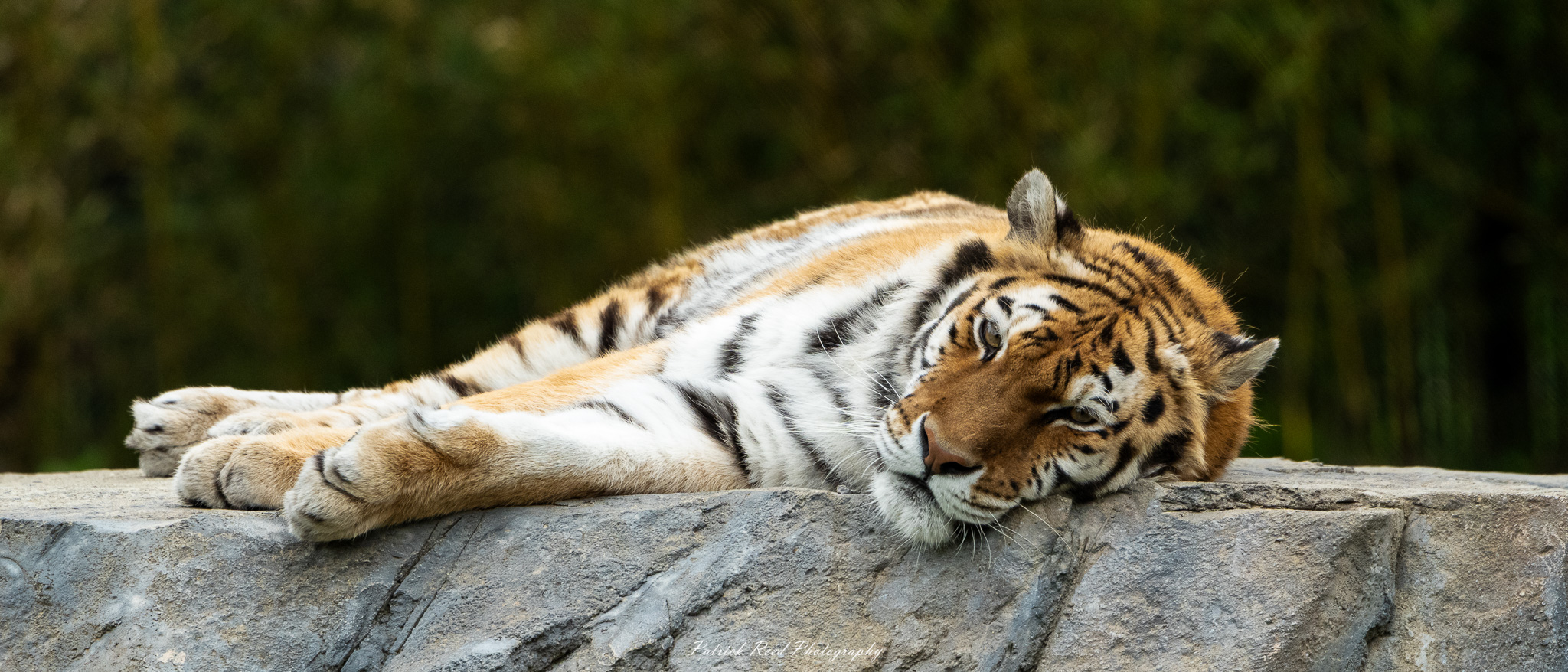 Bengal tiger resting in shaded enclosure at the Detroit Zoo